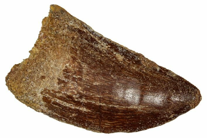 Carcharodontosaurus Tooth - Real Dinosaur Tooth #341279